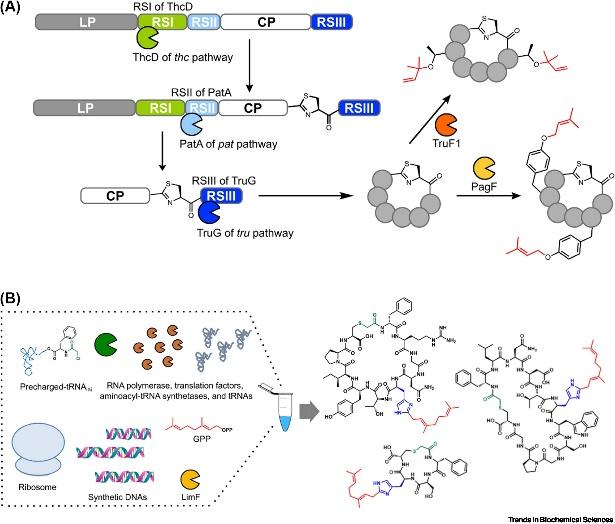 Advancements in Protein lipidation Research